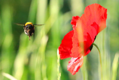 Close-up of bee pollinating on flower