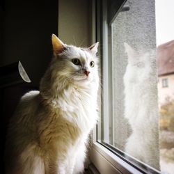 Close-up of cat looking through window at home