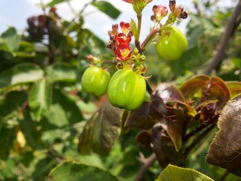 Close-up of fruits on tree