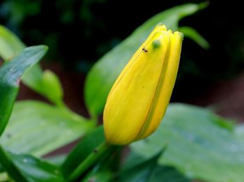 Close-up of yellow flower