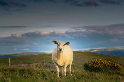 Sheep standing on field against sky