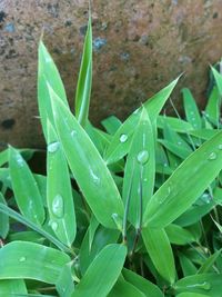 Close-up of water drops on leaves