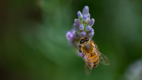 Close-up of bee on purple flower