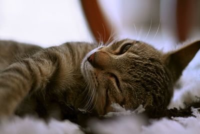 Close-up of cat sleeping