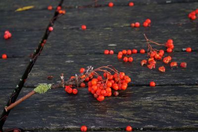 Close-up of red flower