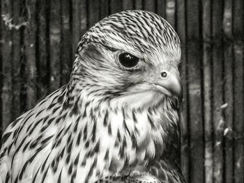 Close-up of owl