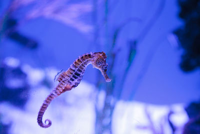 Close-up of sea horse