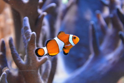 Fish swimming in aquarium