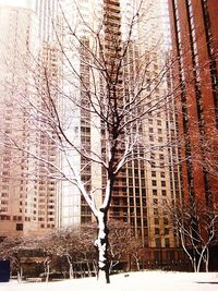 Bare trees in city