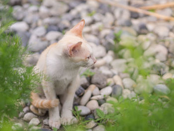 Cat sitting on rock