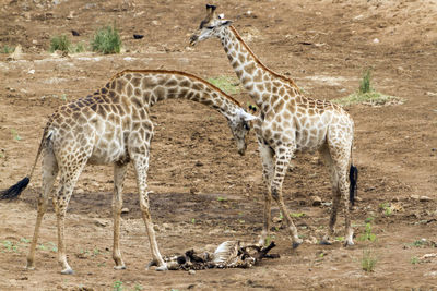 View of giraffe in zoo