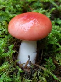 Close-up of fly agaric mushroom