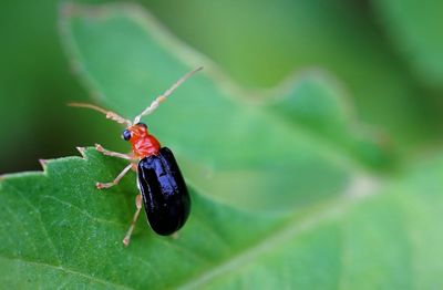 Close-up of the shiny flea beetle on the surface of leaf