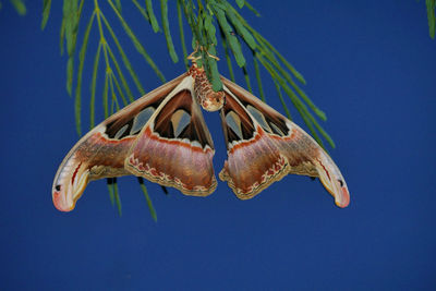 Low angle view of fish hanging against blue sky