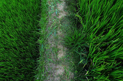 High angle view of bamboo on field