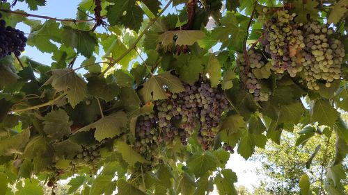 Low angle view of grapes hanging from tree