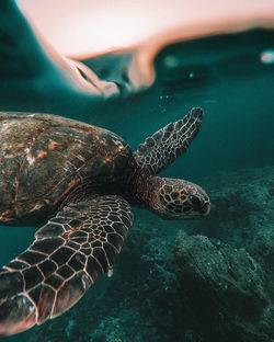 Beatiful turtle in a beach