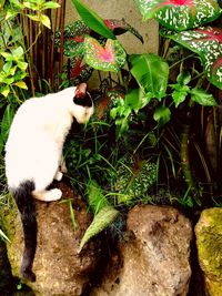 High angle view of cat sitting by plants