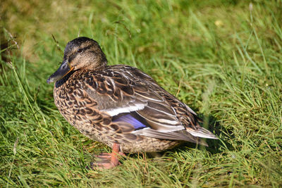 Close-up of duck on field