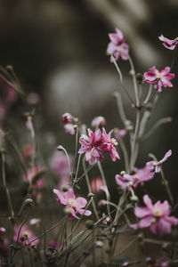 Close-up of pink flowering plants