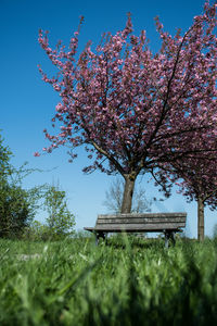 Pink cherry blossoms in park