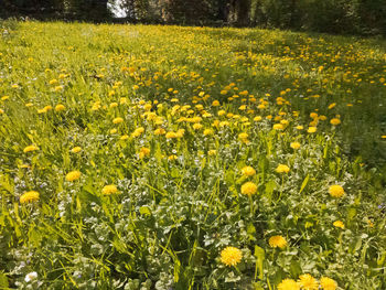 Close-up of yellow flowering plants on field