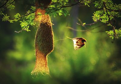 Close-up of grasshopper on a tree