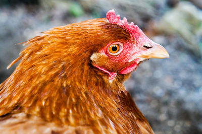 Close-up of rooster