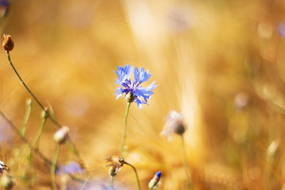 Corn flower in a field, kornblume im kornfeld