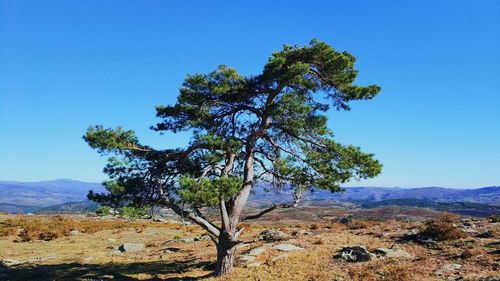 Tree on landscape against blue sky