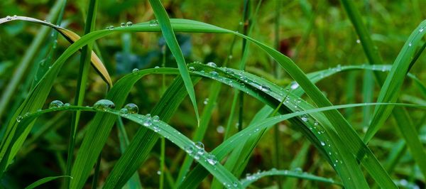 Close-up of wet plant during rainy season