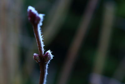 Close-up of plant against blurred background