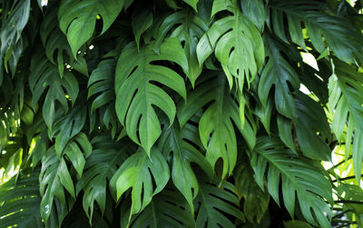 Close-up of leaves