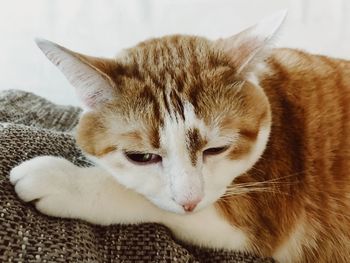 Close-up of cat resting