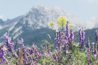 Close-up of purple flowering plants on field
