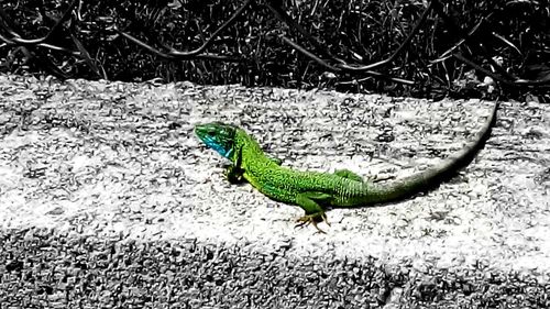 Close-up of lizard on leaf