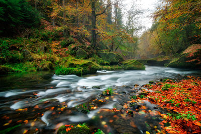 Scenic view of stream flowing in forest during autumn