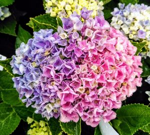 Close-up of pink flowering plant