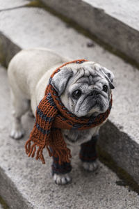 Portrait of an elderly pug on the stairs in autumn