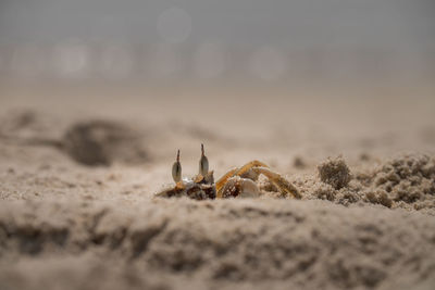 Wind crab lives on the beach.