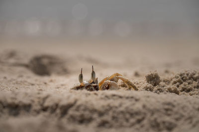 Close-up of crab on beach