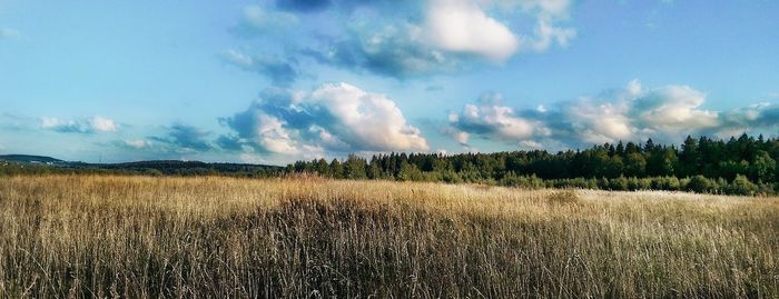 Scenic view of wheat field against sky