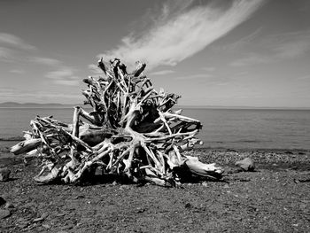 View of driftwood on beach against sky