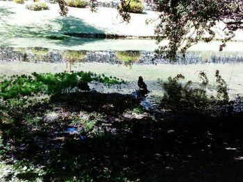 Man sitting by lake against trees