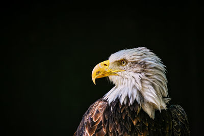 Close-up of eagle against black background