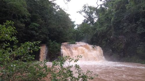 Scenic view of waterfall in forest