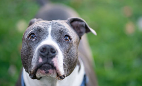 Close-up portrait of dog against blurred background