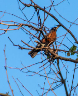 Low angle view of bird perching on tree against sky