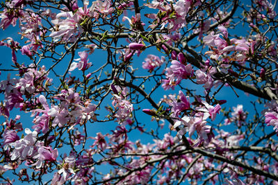 Low angle view of cherry blossoms against sky