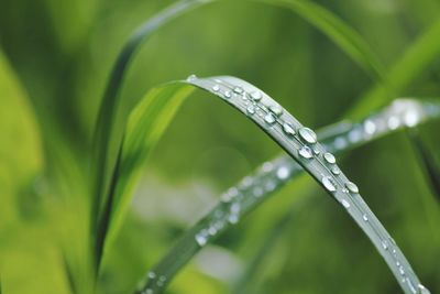 Close-up of water drops on blade of grass